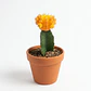 Cactus Injerto Japonés Más Sustrato Orgánico Más Maceta Vivero - Miniatura 4