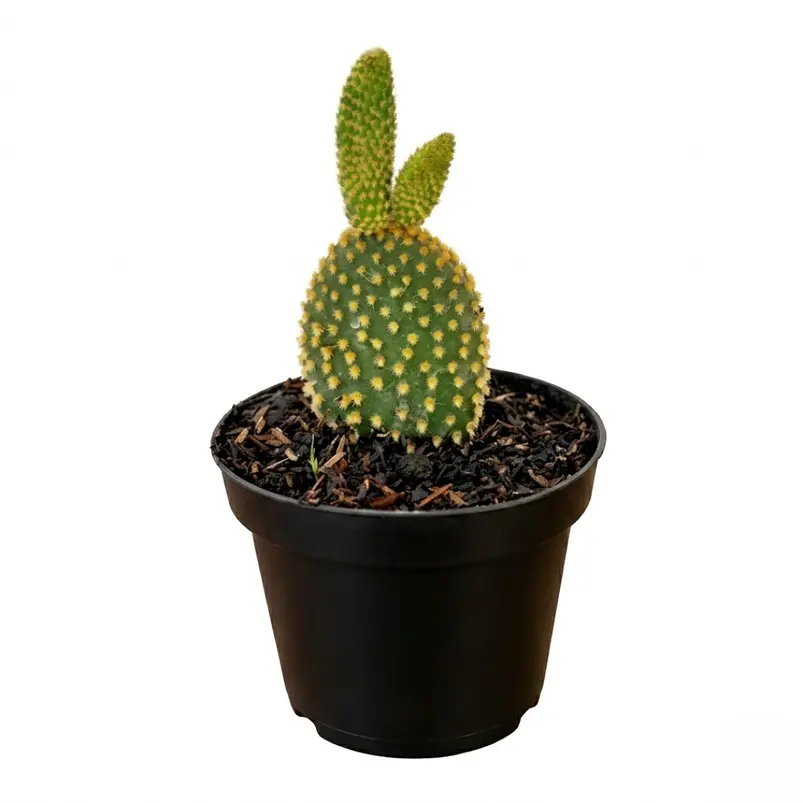 Cactus Mickey Mouse En Maceta Tipo Vivero Más Sustrato 1