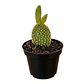 Cactus Mickey Mouse En Maceta Tipo Vivero Más Sustrato - Miniatura 1
