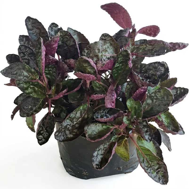 Picachu Planta Natural Ornamental Sol y Sombra 1