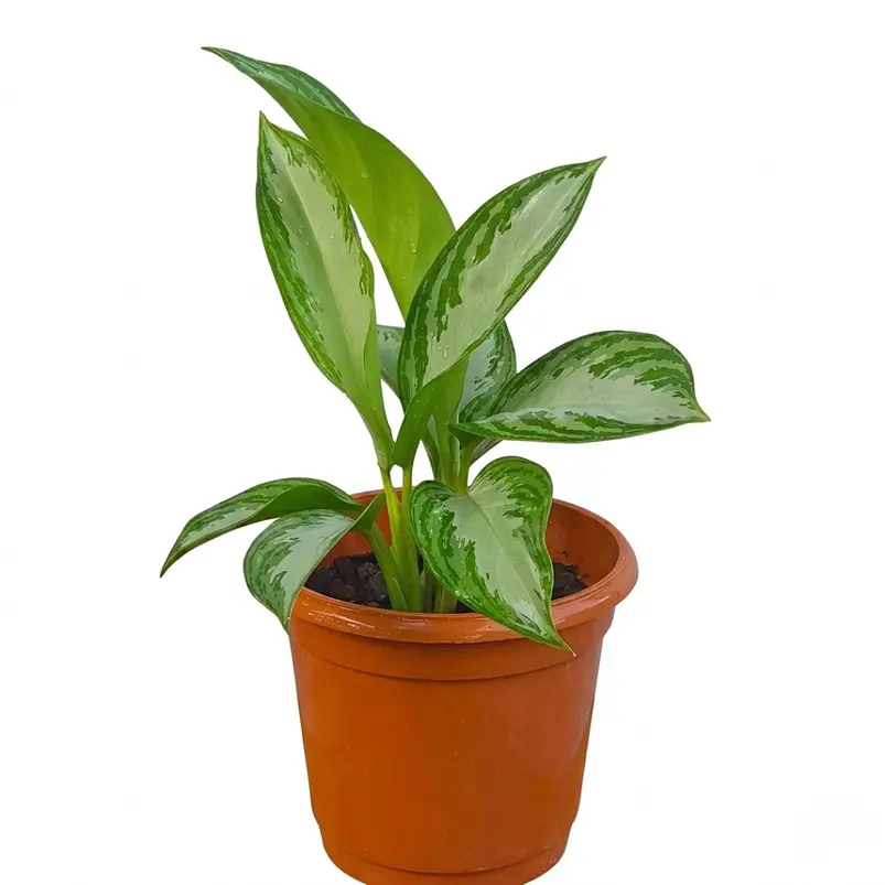 Aglaonema En Maceta Tipo Vivero Más Sustrato Orgánico 1