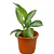 Aglaonema En Maceta Tipo Vivero Más Sustrato Orgánico