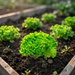 Semillas Hortalizas Lechuga Batavia Sobre x25gr 99% Pureza - Miniatura 4