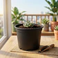 Maceta de siembra tipo vivero x25 unidades 14cm diámetro x12cm alto P14 - Miniatura 4