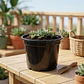 Maceta de siembra tipo vivero x25 unidades 14cm diámetro x12cm alto P14 - Miniatura 3