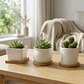 Set x3 mini macetas ceramica decorativas suculentas - Miniatura 6