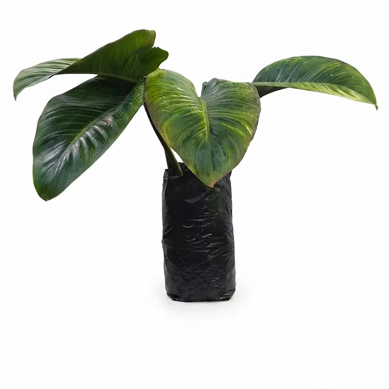 Congo Natural Más Sustrato Orgánico Más Maceta Vivero 2