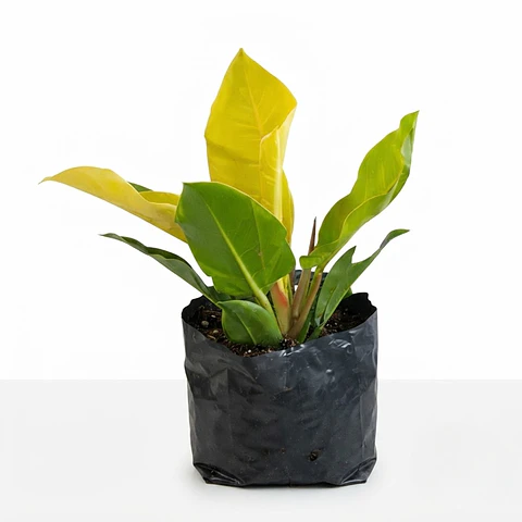 Filodrendo Grande Natural En Maceta Tipo Vivero Más Sustrato