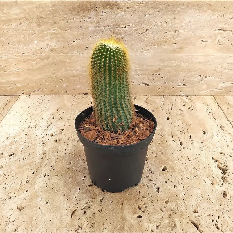 Cactus Parodia Scopa Maceta P7 (silver Ball) 1