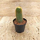 Cactus Parodia Scopa Maceta P7 (silver Ball) - Miniatura 1