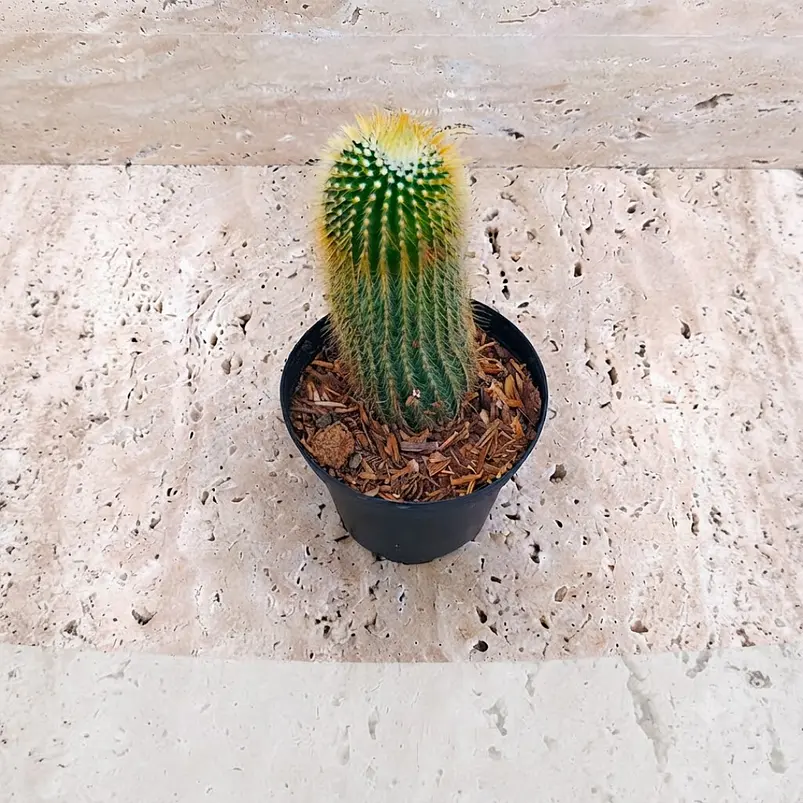 Cactus Parodia Scopa Maceta P7 (silver Ball) 2