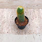 Cactus Parodia Scopa Maceta P7 (silver Ball) - Miniatura 2