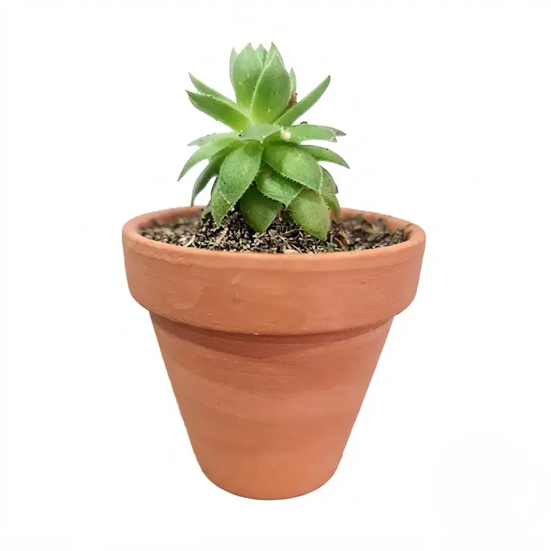 Matera De Plantas x5 Unidades Terracota En Arcilla 6.5cm x6cm 3