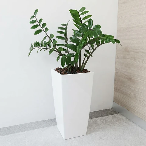 Palma ZZ (samioculca)  Planta Natural de Interiores Grande