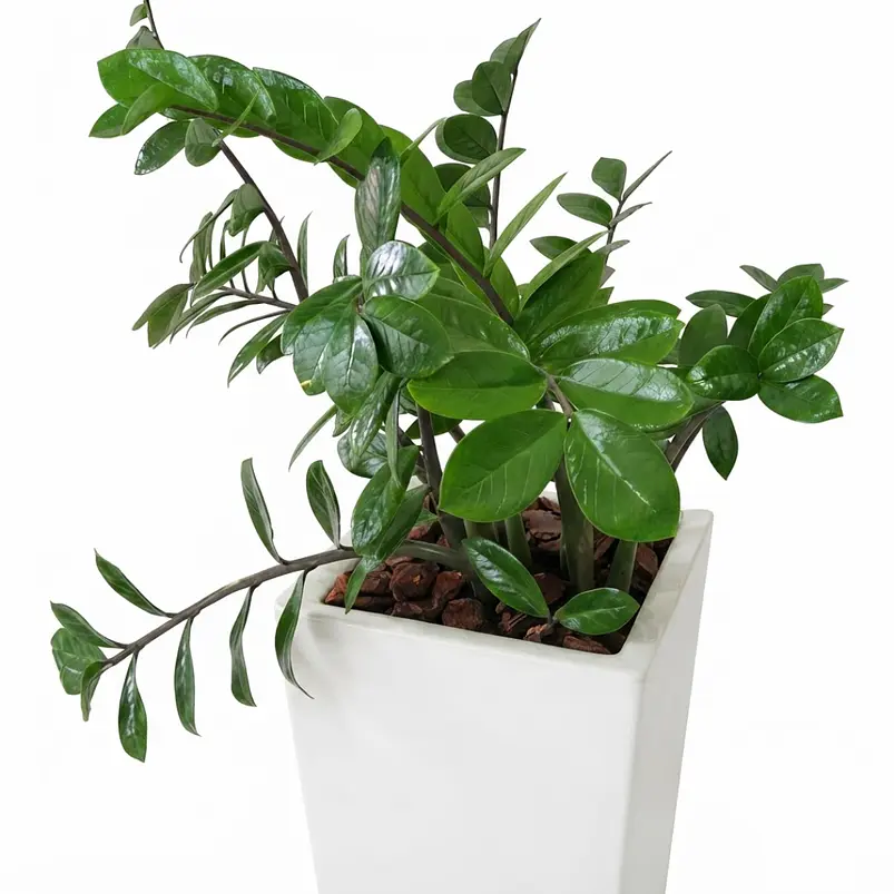 Palma ZZ (samioculca)  Planta Natural de Interiores Grande 2