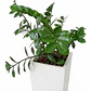 Palma ZZ (samioculca)  Planta Natural de Interiores Grande - Miniatura 2