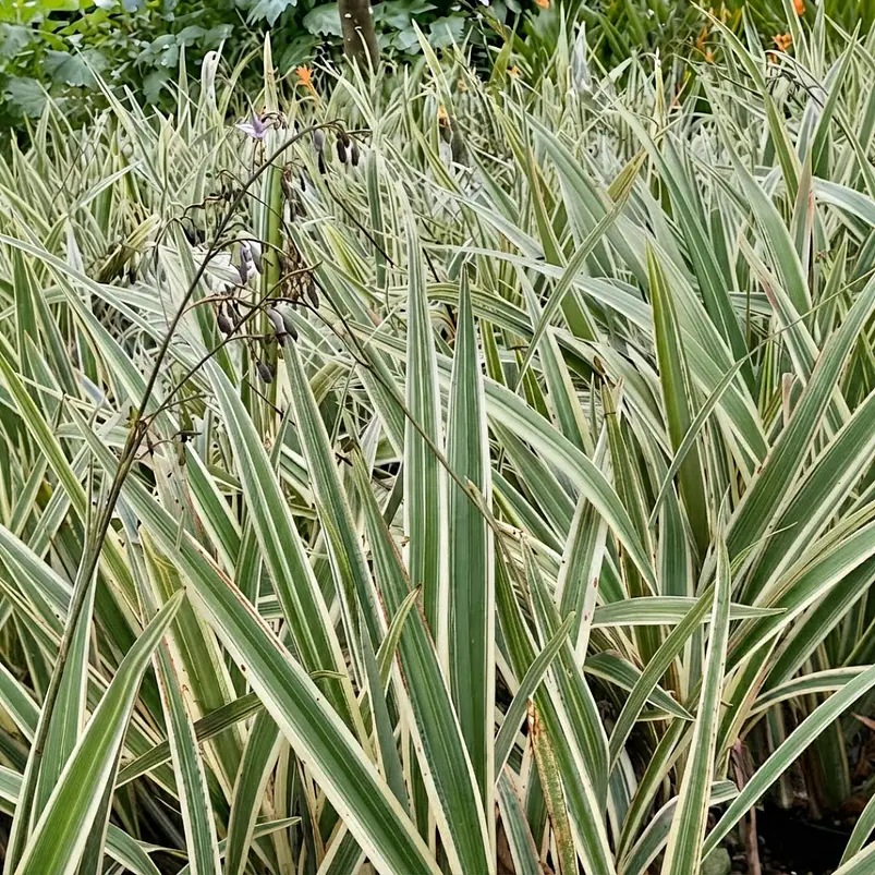 Cinta Blanca Gigante Más Sustrato 100% Orgánico 1