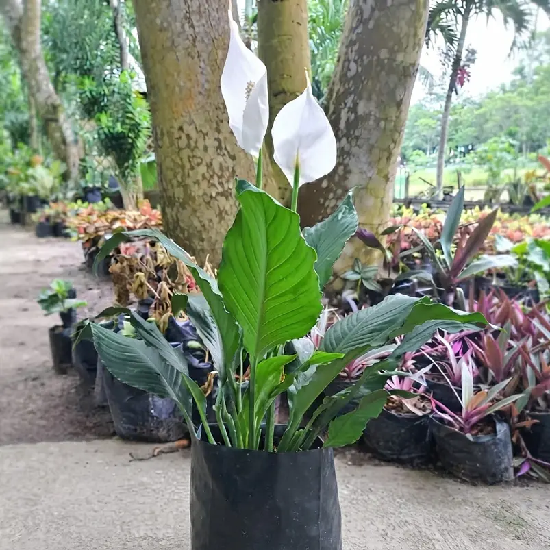 Lirio De Paz Cuna De Moisés Natural En Maceta P14 Más Sustrato 1