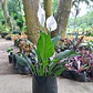 Lirio De Paz Cuna De Moisés Natural En Maceta P14 Más Sustrato - Miniatura 1