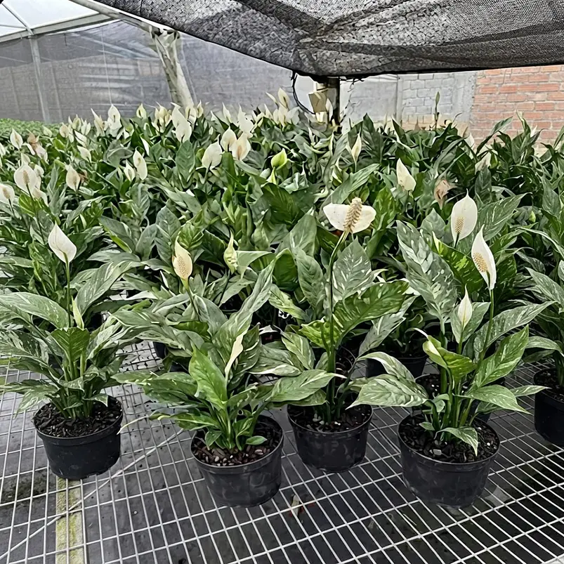 Lirio De Paz Cuna De Moisés Natural En Maceta P14 Más Sustrato 2