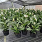 Lirio De Paz Cuna De Moisés Natural En Maceta P14 Más Sustrato - Miniatura 2