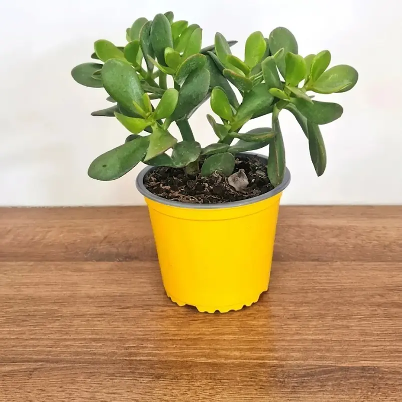 Suculenta Jade En Maceta Tipo Vivero Más Sustrato Organico 1