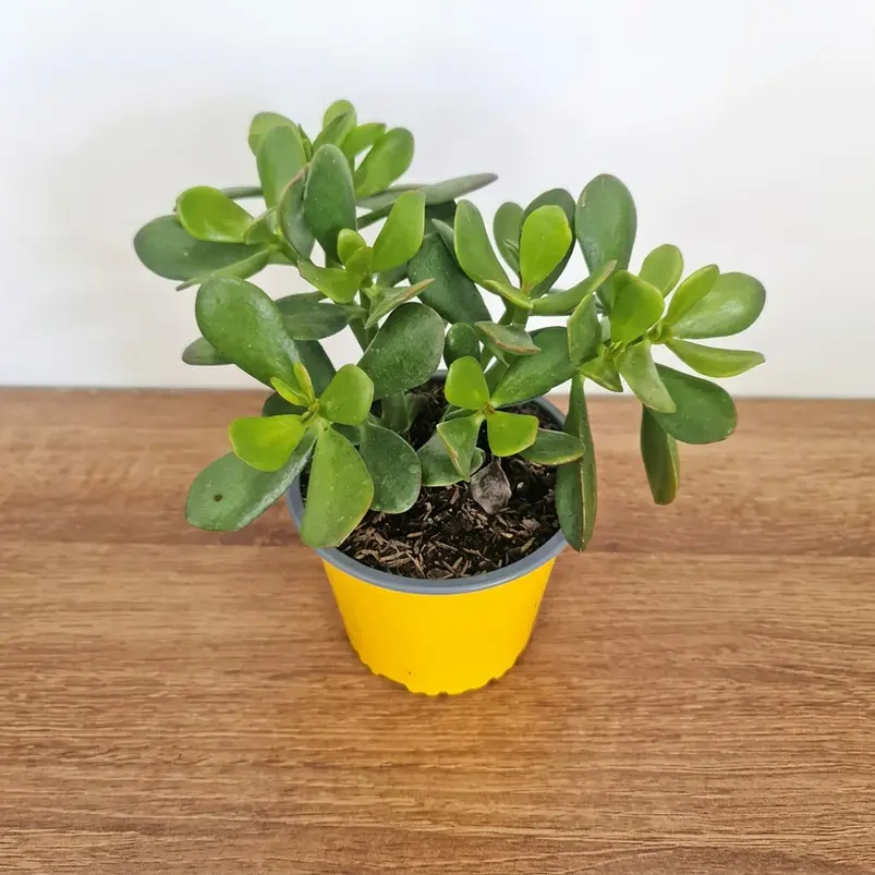 Suculenta Jade En Maceta Tipo Vivero Más Sustrato Organico 2