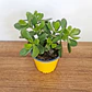 Suculenta Jade En Maceta Tipo Vivero Más Sustrato Organico - Miniatura 2