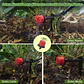 Sistema De Riego Por Goteo Automático Para 15 Macetas - Miniatura 7