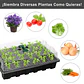 Kit Bandejas De Germinación 24 Celdas Con Cúpula Pack X4 - Miniatura 4