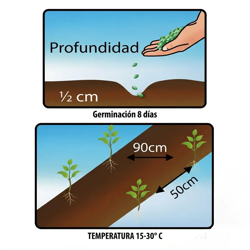 Tomate Chonto Santa Cruz – Sobre 1gr 5