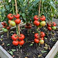 Tomate Chonto Santa Cruz – Sobre 1gr - Miniatura 4