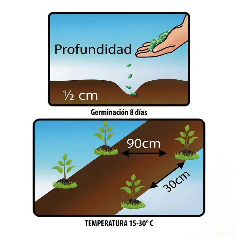 Tomate Santa Clara – Sobre 1gr 4