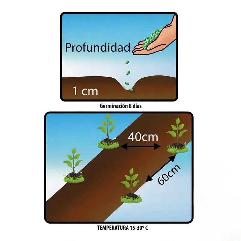 Ají Jalapeño – Sobre 1gr 4