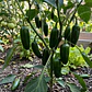 Ají Jalapeño – Sobre 1gr - Miniatura 3