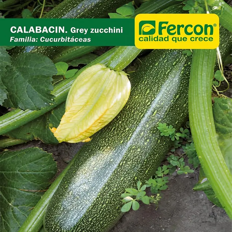 Calabacin Grey Zucchini – Sobre 4gr 2