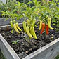 Aji Cubanelle – Sobre 1gr - Miniatura 3