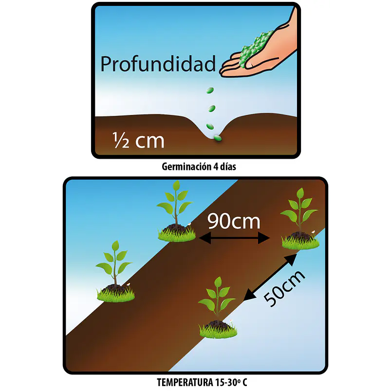 Tomate Río Grande - Sobre 1gr 3