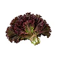 Lechuga Batavia Roja - Sobre 1gr - Miniatura 1