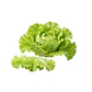 Lechuga Black Simpson - Sobre 3gr - Miniatura 1