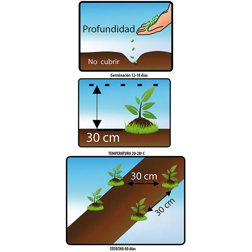 Semillas de Hierbabuena - Sobre 4gr 3