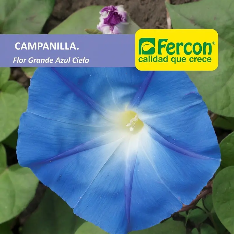 Campanilla Flor Azul Cielo - Sobre 1gr 2