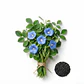 Campanilla Flor Azul Cielo - Sobre 1gr - Miniatura 1