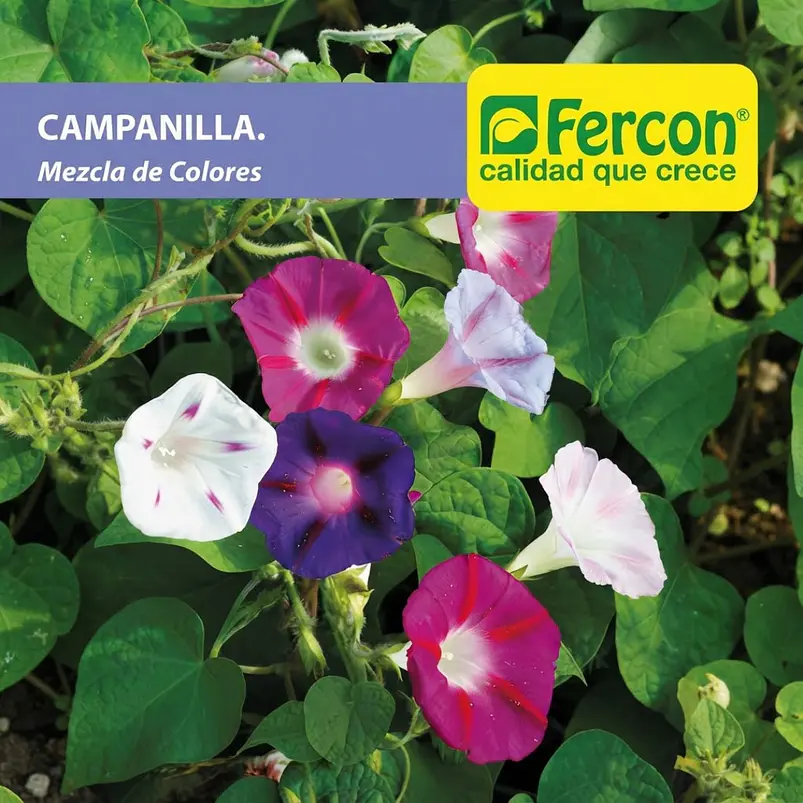 Campanilla Gloria de la Mañana - Sobre 1gr 2