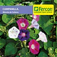 Campanilla Gloria de la Mañana - Sobre 1gr - Miniatura 2