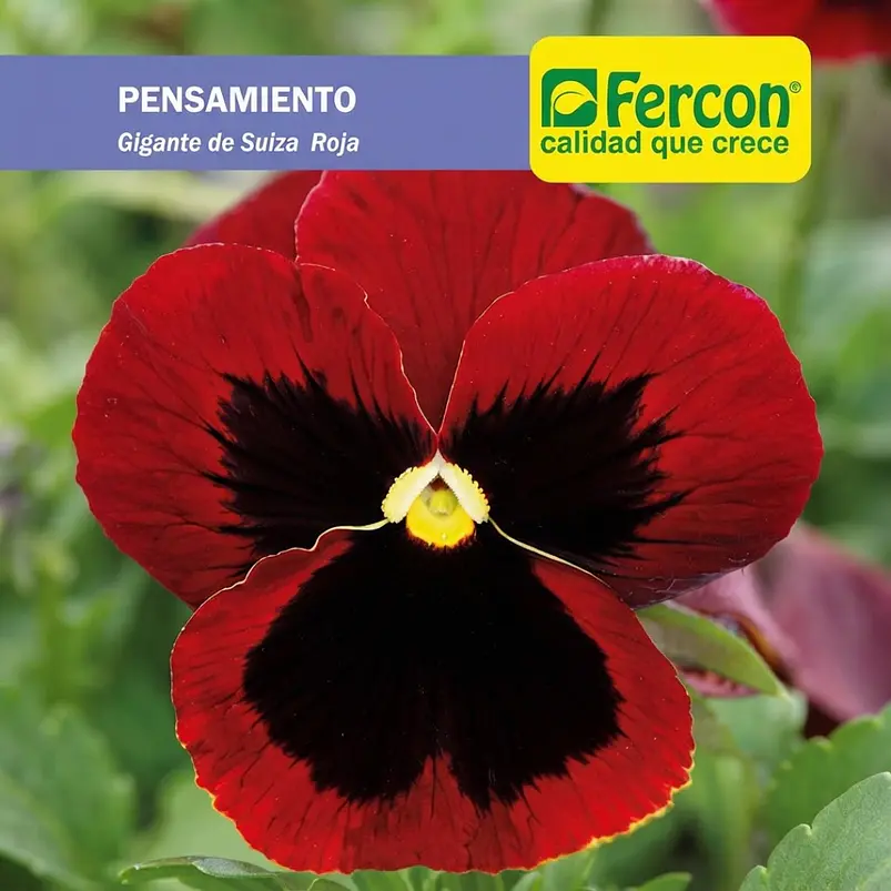 Pensamiento Gigante Rojo - Sobre 2gr 2