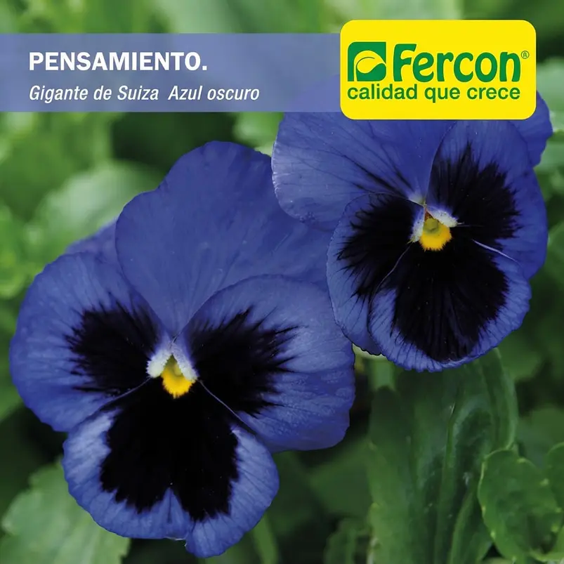 Pensamiento Gigante Azul - Sobre 2gr 2