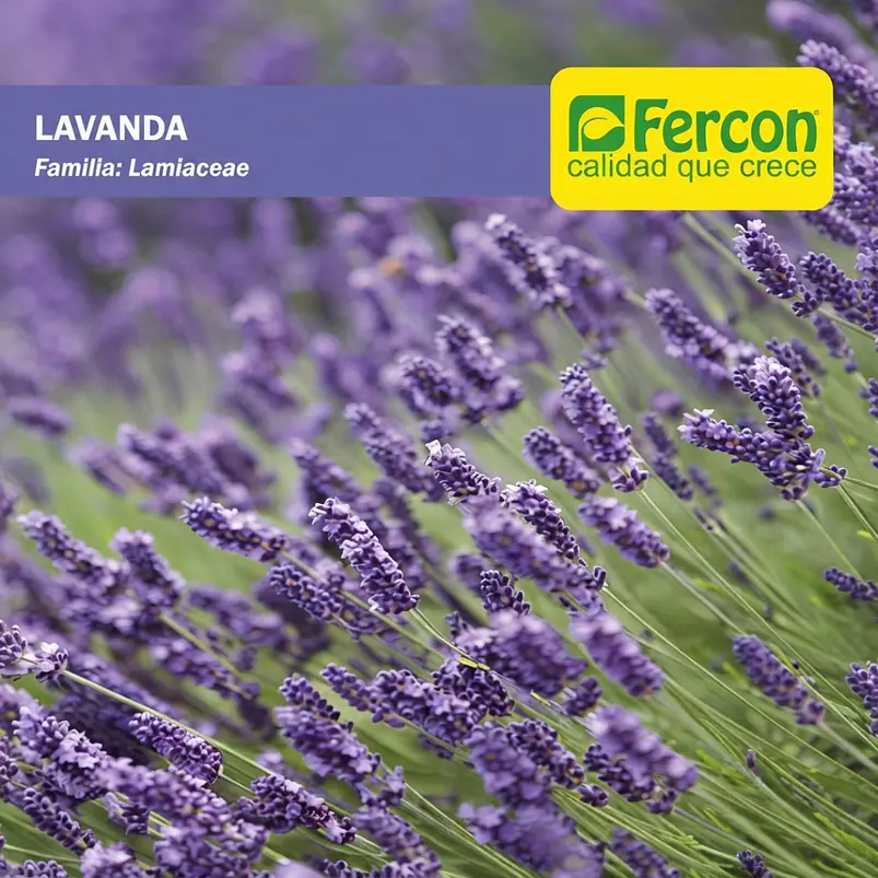 Semillas Lavanda - Sobre 3gr 2