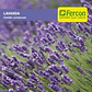 Semillas Lavanda - Sobre 3gr - Miniatura 2