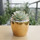 Maceta Plástica Bahía Chrome Metalizado 9cm Diámetro x8cm Alto - Miniatura 10
